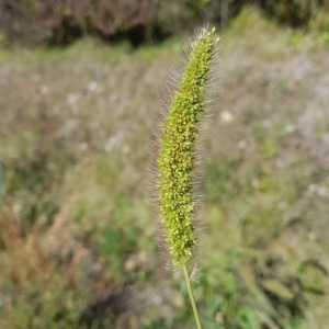 Photographie n°2106205 du taxon Setaria italica (L.) P.Beauv. [1812]