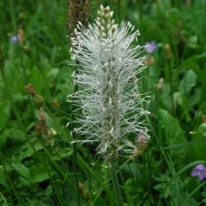 Plantago media L. (Plantain bâtard)