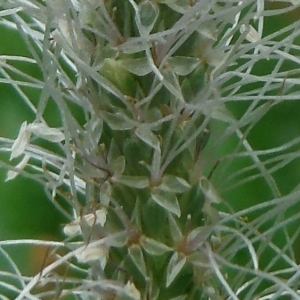 Photographie n°2106252 du taxon Plantago media L. [1753]