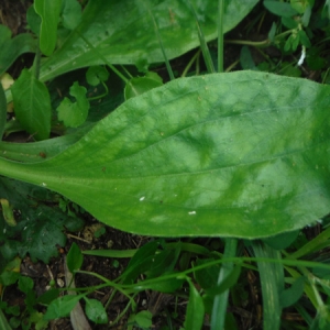 Photographie n°2106254 du taxon Plantago media L. [1753]