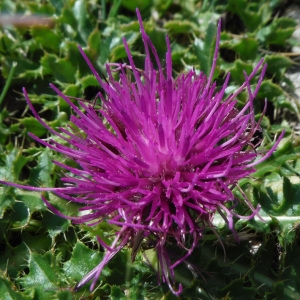 Photographie n°2106257 du taxon Cirsium acaulon (L.) Scop. [1769]