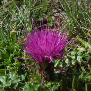 Photographie n°2106259 du taxon Cirsium acaulon (L.) Scop. [1769]