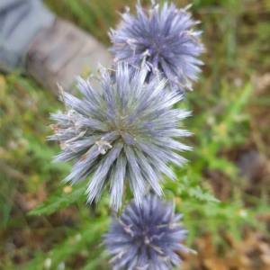 Photographie n°2106270 du taxon Echinops ritro L. [1753]