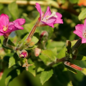 Photographie n°2106306 du taxon Epilobium hirsutum L. [1753]