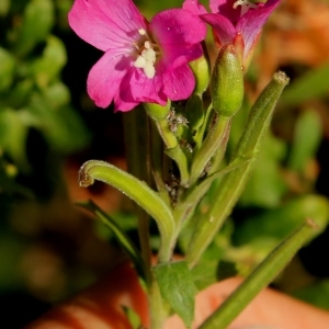 Photographie n°2106307 du taxon Epilobium hirsutum L. [1753]