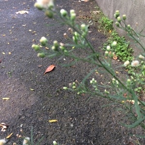 Photographie n°2106311 du taxon Erigeron canadensis L. [1753]