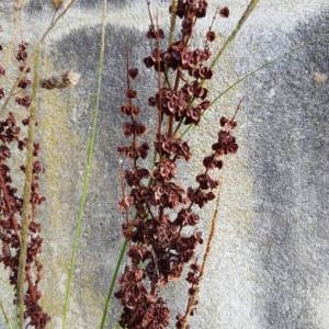 Photographie n°2106454 du taxon Rumex crispus L. [1753]