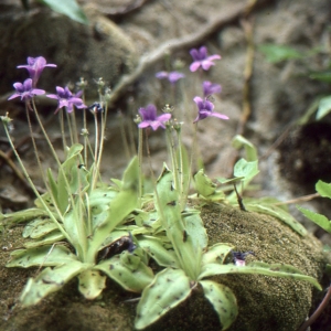 Pinguicula sp.