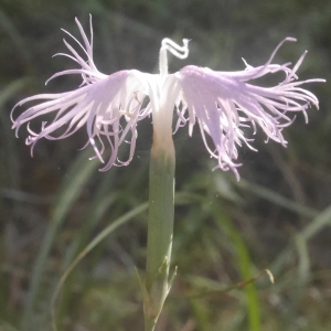 Photographie n°2106475 du taxon Dianthus hyssopifolius L. [1755]