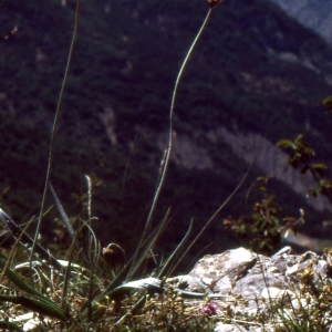  - Plantago argentea Chaix [1785]