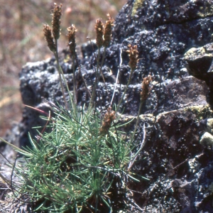 Photographie n°2106508 du taxon Plantago holosteum Scop.