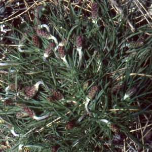 Photographie n°2106510 du taxon Plantago holosteum Scop.