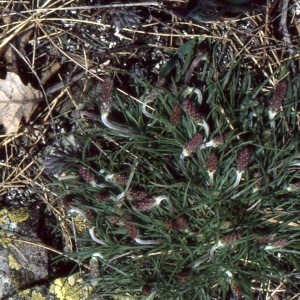 Photographie n°2106511 du taxon Plantago holosteum Scop.