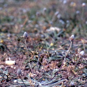 Photographie n°2106512 du taxon Plantago lagopus L.