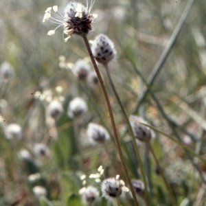  - Plantago lagopus L.