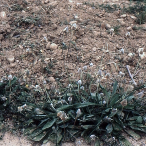 Photographie n°2106514 du taxon Plantago lagopus L.