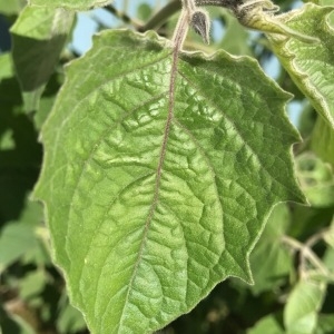  - Physalis peruviana L. [1763]