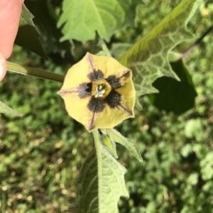 Photographie n°2106523 du taxon Physalis peruviana L. [1763]