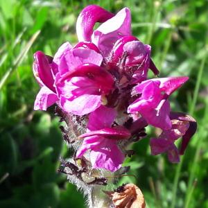 Photographie n°2106534 du taxon Pedicularis cenisia Gaudin [1829]