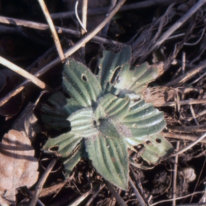 Photographie n°2106569 du taxon Plantago media L.