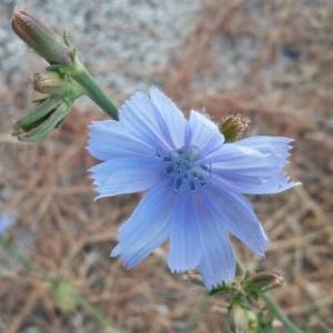 Photographie n°2106619 du taxon Cichorium intybus L. [1753]