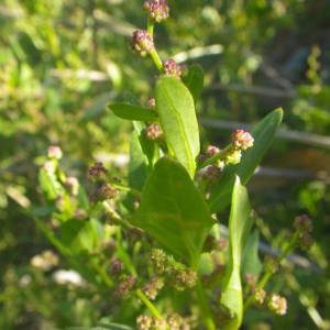 Photographie n°2106641 du taxon Oxybasis chenopodioides (L.) S.Fuentes, Uotila & Borsch [2012]