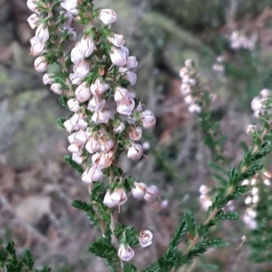 Photographie n°2106665 du taxon Calluna vulgaris (L.) Hull [1808]