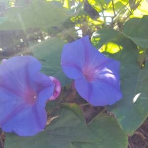 Photographie n°2106668 du taxon Ipomoea purpurea (L.) Roth [1787]