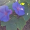  Véronique DESSIRIER - Ipomoea purpurea (L.) Roth [1787]