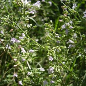 Photographie n°2106681 du taxon Clinopodium nepeta (L.) Kuntze [1891]