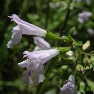 Photographie n°2106683 du taxon Clinopodium nepeta (L.) Kuntze [1891]