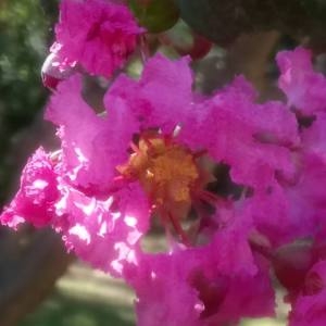 Photographie n°2106700 du taxon Lagerstroemia indica L. [1759]