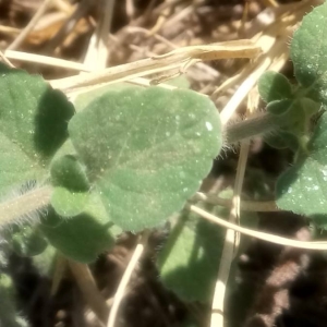 Photographie n°2106744 du taxon Clinopodium nepeta (L.) Kuntze [1891]