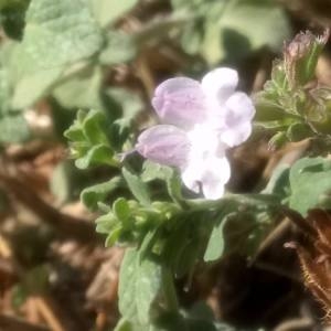 Photographie n°2106745 du taxon Clinopodium nepeta (L.) Kuntze [1891]