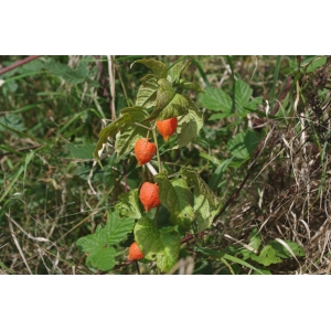 Physalis alkekengi L. var. alkekengi