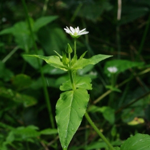 Photographie n°2106760 du taxon Myosoton aquaticum (L.) Moench [1794]