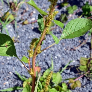 Photographie n°2106763 du taxon Amaranthus hybridus L. [1753]