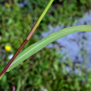 Photographie n°2106765 du taxon Echinochloa crus-galli (L.) P.Beauv. [1812]