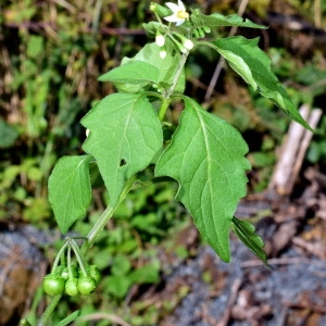 Photographie n°2106772 du taxon Solanum nigrum L. [1753]