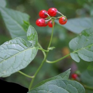 Photographie n°2106808 du taxon Solanum dulcamara L. [1753]