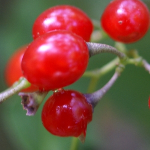 Photographie n°2106811 du taxon Solanum dulcamara L. [1753]