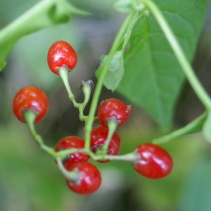 Photographie n°2106812 du taxon Solanum dulcamara L. [1753]