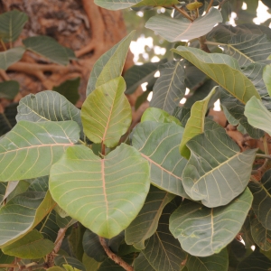 Photographie n°2106861 du taxon Ficus platyphylla Delile