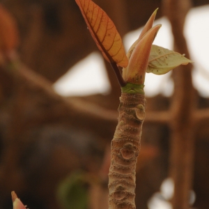 Photographie n°2106863 du taxon Ficus platyphylla Delile