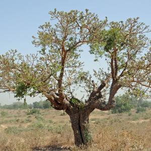 Photographie n°2106868 du taxon Ficus platyphylla Delile