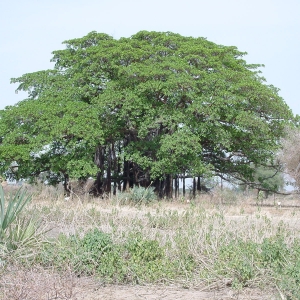  - Ficus platyphylla Delile