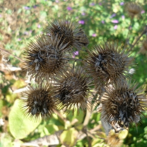 Photographie n°2106933 du taxon Arctium lappa L. [1753]