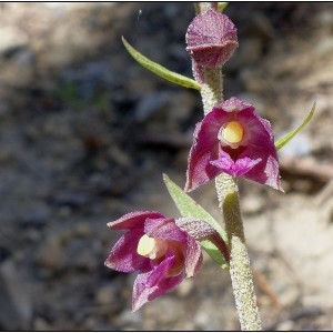 Photographie n°2106939 du taxon Epipactis atrorubens (Hoffm.) Besser [1809]