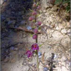 Photographie n°2106940 du taxon Epipactis atrorubens (Hoffm.) Besser [1809]