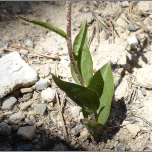 Photographie n°2106941 du taxon Epipactis atrorubens (Hoffm.) Besser [1809]